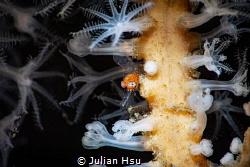 Transluent Gorgonian Shrimp by Julian Hsu 